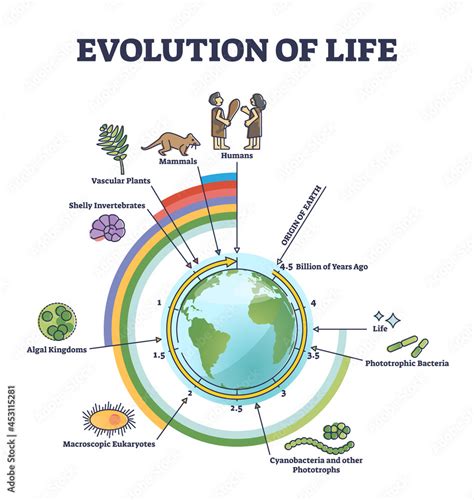 Image result for Evolution Timeline Life
