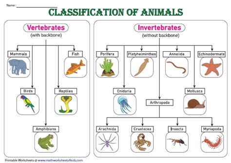Image result for Vertebrate Classification