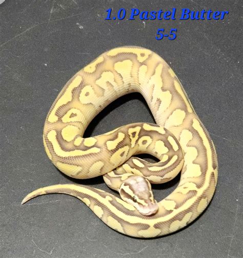 Image result for Butter Fire Ball Python