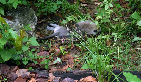 Image result for Python E Eating