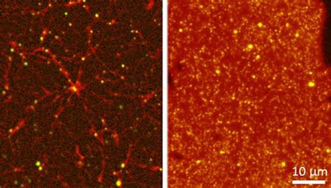 Image result for Complex Fluids Book