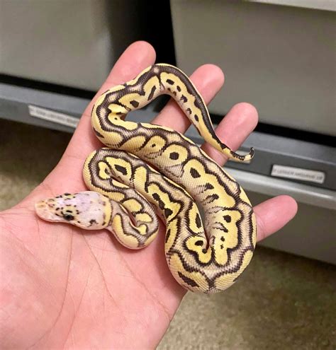 Afbeeldingsresultaten voor Cow Ball Python