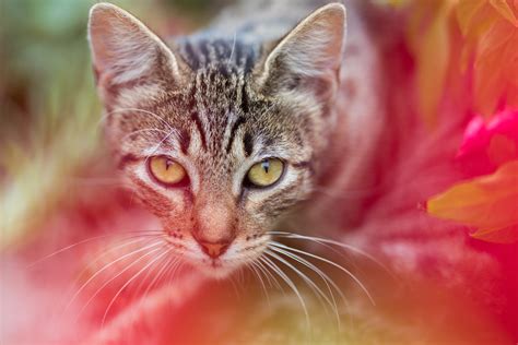 Toradh íomhá ar Cat Recent Game