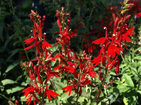 Image result for Cardinal Flower Information