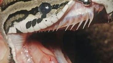 Toradh íomhá ar Burmese Python Food Chain Diagram