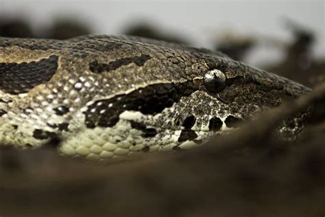 Image result for Python Ml Ecosystem