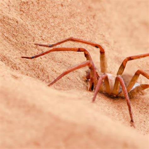 Desert Wheel Spider に対する画像結果
