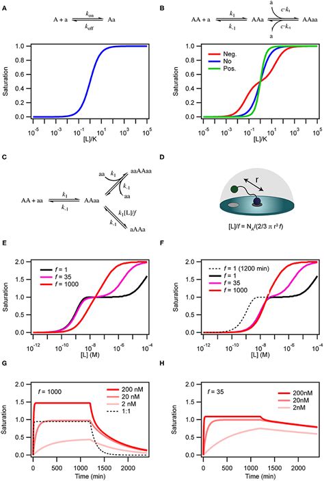 Binding Curve に対する画像結果