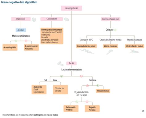 Image result for Gram-negative Bacteremia Algorithm
