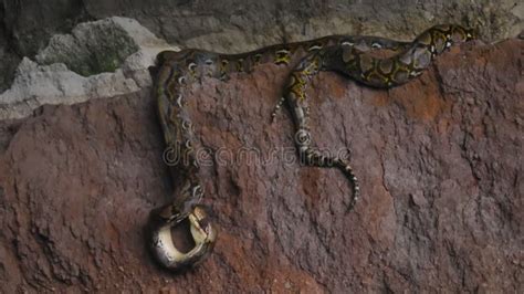 Toradh íomhá ar Python Eating Rock Walkaby