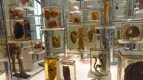 Image result for Anatomisch Museum Leiden
