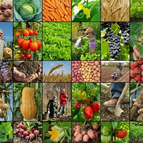 Image result for Different Types of Crops