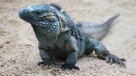 Image result for Rock Iguana