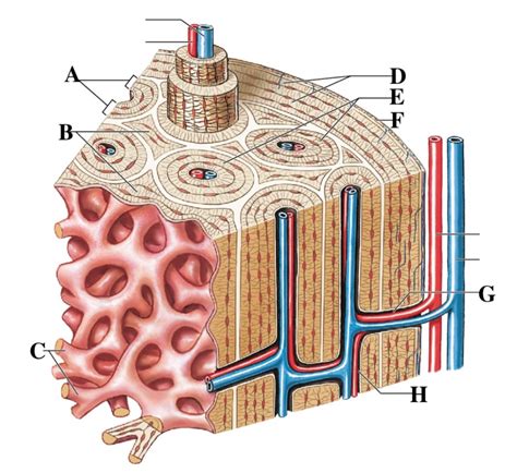 Examples of Compact Bone に対する画像結果