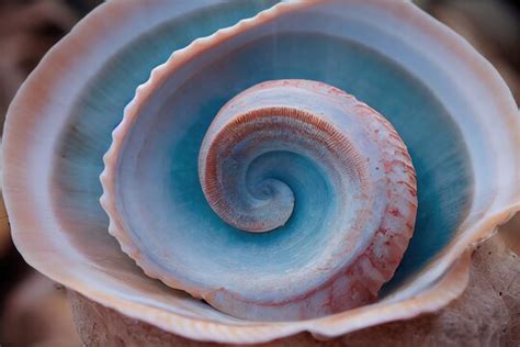 نتيجة الصورة لـ Shell Crazy Shape