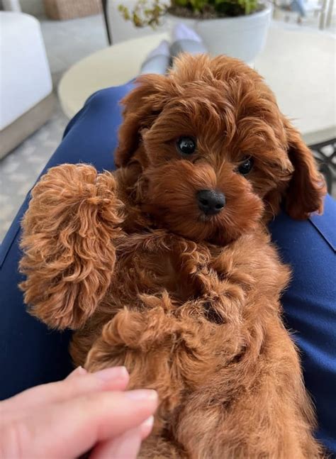 Image result for Cavapoo Birth