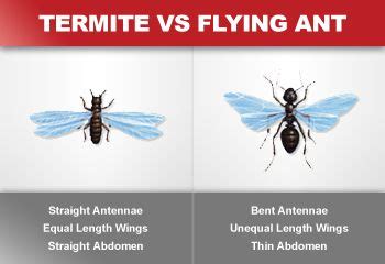 Flying Ants vs Termites に対する画像結果