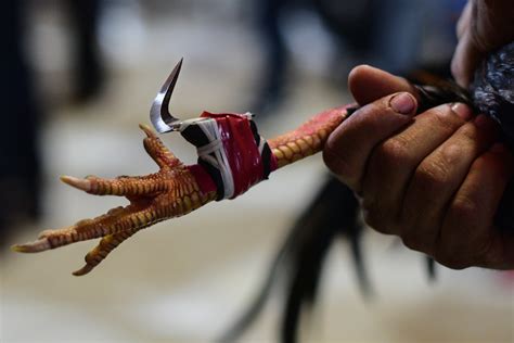 Toradh íomhá ar Hanengevechten Java