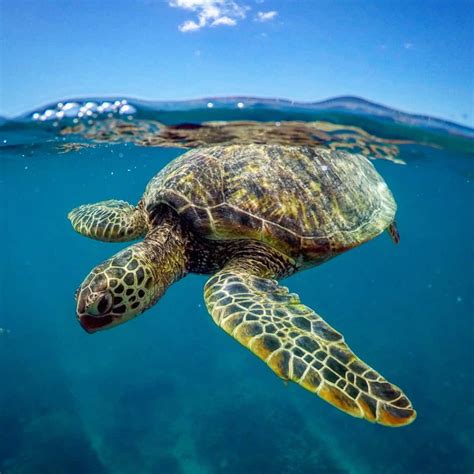 Turtle Wax Ceramic Teardrop Flag に対する画像結果