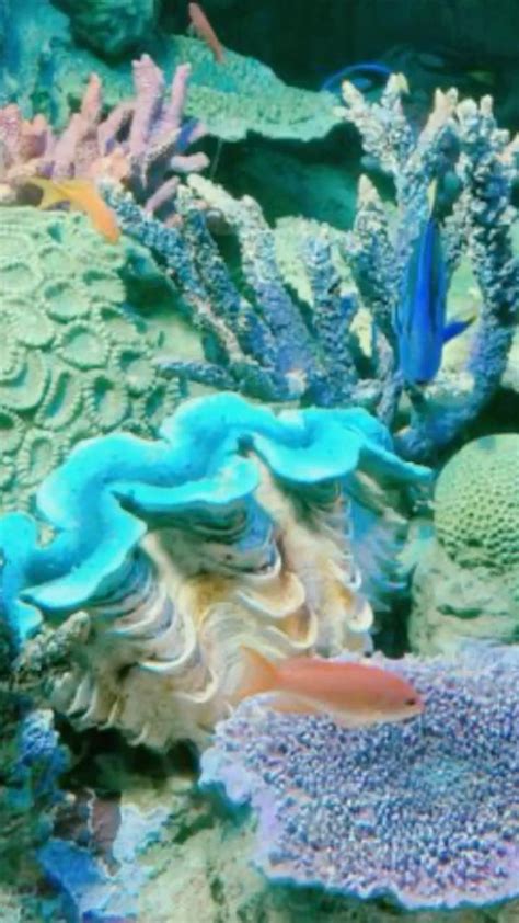 Image result for Reef Clams