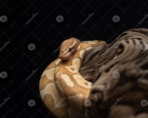 Yellow Ball Python Snake Eye に対する画像結果