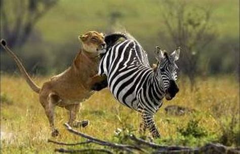 Image result for Predation Examples for Kids