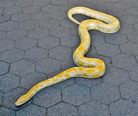 Image result for Yellow Albino Python Drawing