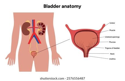 Image result for Where Is the Human Bladder