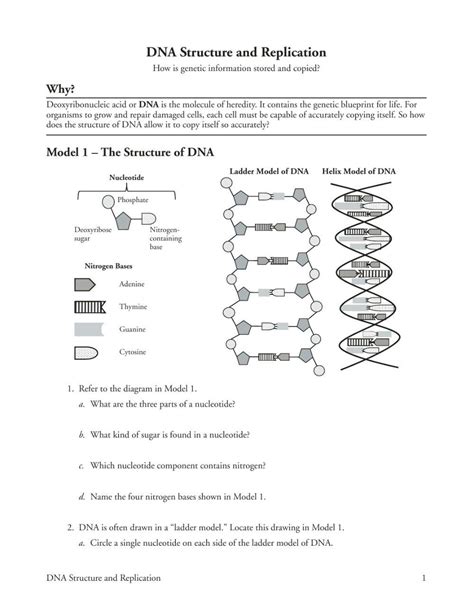 Image result for DNA Model Worksheet
