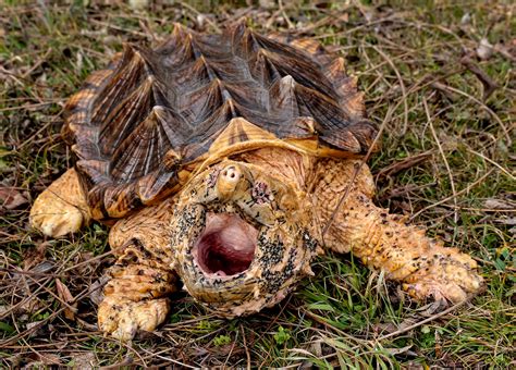 Super Rare Alligator Snapping Turtle に対する画像結果