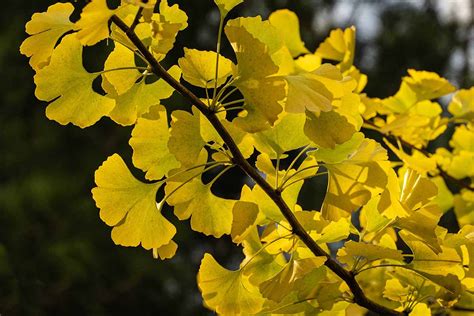 Image result for Ginkgo Tree Fall Color