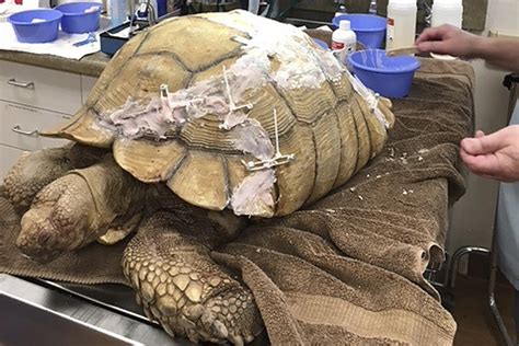 Image result for Turtle Shell Repair
