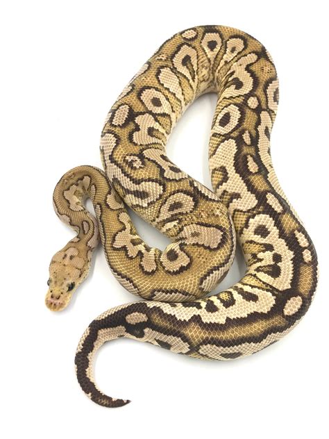 FireMon Ball Python に対する画像結果