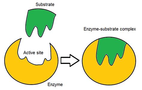 Image result for Enzyme-Substrate Complex