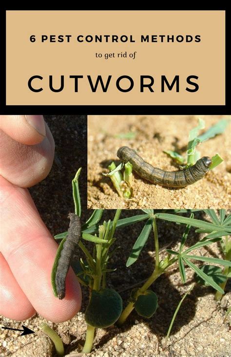 Image result for How to Kill Cutworms in Garden