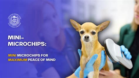 Image result for CKC Pro ID Mini Microchip