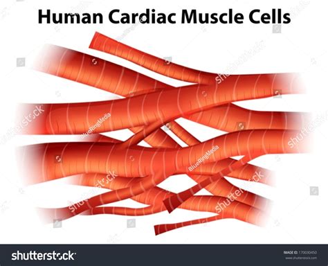 Image result for Cardiac Muscle Cell Structure