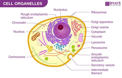 Image result for What Is the Basic Cell Structure