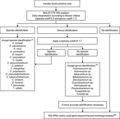 Image result for Gram-positive Algorithm