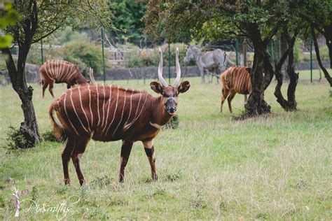 Chester Zoo Live Stream に対する画像結果