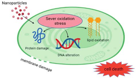 Image result for Cell Surface Biorender