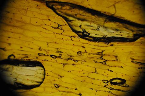 4X Microscope View എന്നതിനുള്ള ഇമേജ് ഫലം