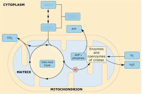 ATP Production in the Mitochondria に対する画像結果
