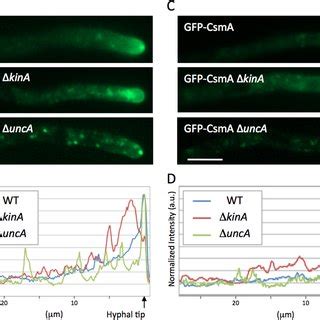 Image result for Kinesin GFP