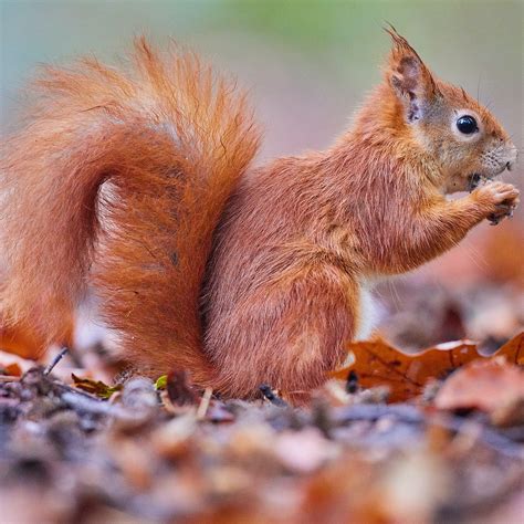 Toradh íomhá ar Squirrels Picketing