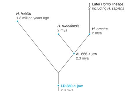 Toradh íomhá ar Evolution Tree Homosapien