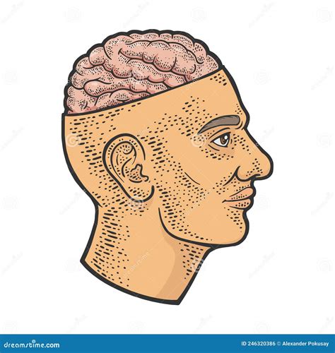 Open Head Brain Vector に対する画像結果