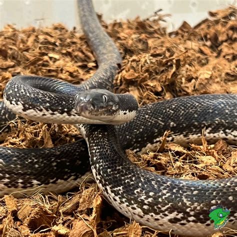 Image result for Wit Lip Python