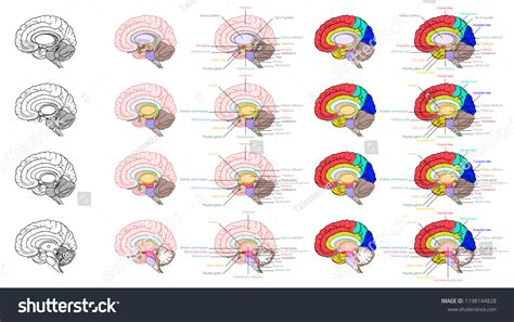 Image result for Brain Structure Side View