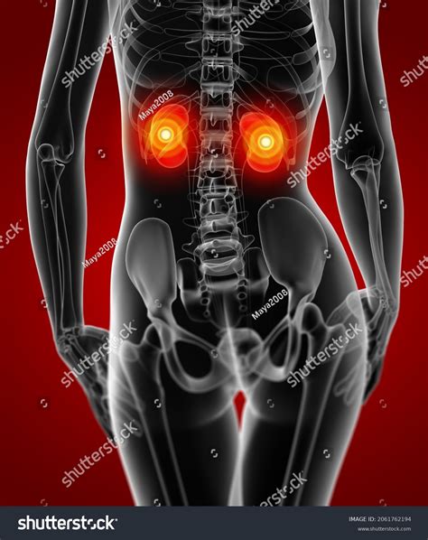 Location Of Kidneys Back View